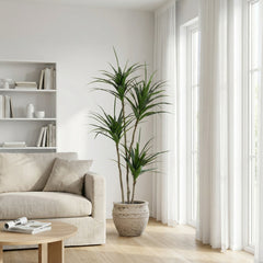 Kunst Dracaena