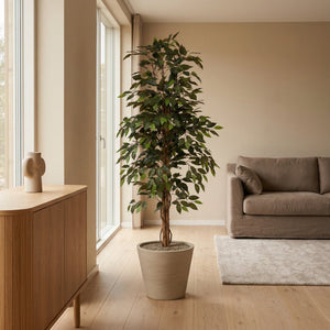 Kunst Ficus