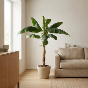 Kunst Bananenplant