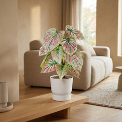 Kunst Caladium