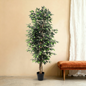 Kunst Ficus