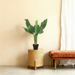 





Pianta Artificiale Bananenplant | 80cm - Lifestyle foto kunstplant in interieur
 thumbnail