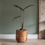 





pot Cilia latte - Lifestyle foto kunstplant in interieur
 thumbnail