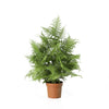 Kunstplant Asparagus orange | 50cm