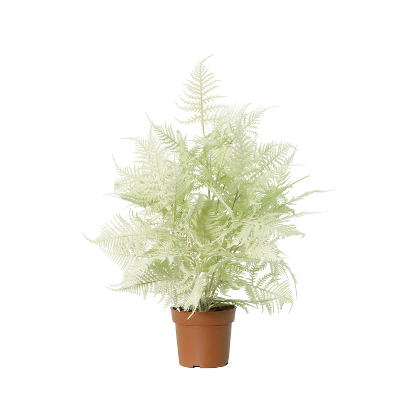 





Kunstplante Asparagus lysegrøn | 50cm - Premium kunstplant van Florafy

