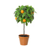 Kunstplant Orange tree | 43cm