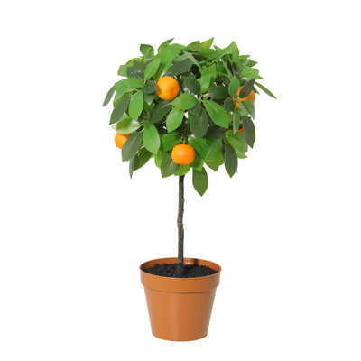 Kunstplant Orange tree | 43cm