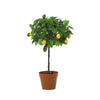 Kunstplant Lemon tree | 43cm