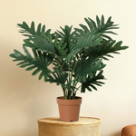





Kunstplant Philodendron Selloum | 70cm - Premium kunstplant van Florafy
 thumbnail