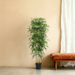 





Kunstplant Bamboe | 150cm - Lifestyle foto kunstplant in interieur
 thumbnail