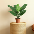 Kunstplant Philodendron Jungle King | 47cm
