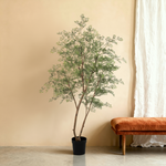 





Kunstplant Ficus Cassia | 180cm - Premium kunstplant van Florafy
 thumbnail