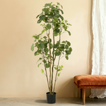 





Kunstplant Aralia | 160cm - Detail view kunstplant
 thumbnail