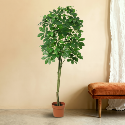 Kunstpflanze Pachira | 150cm