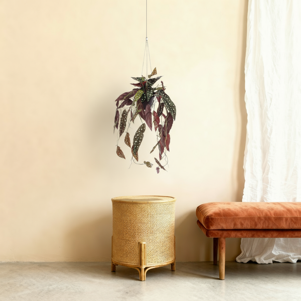 Kunst Begonia 'Schiefblad' - Realistisch en Krachtig 80cm