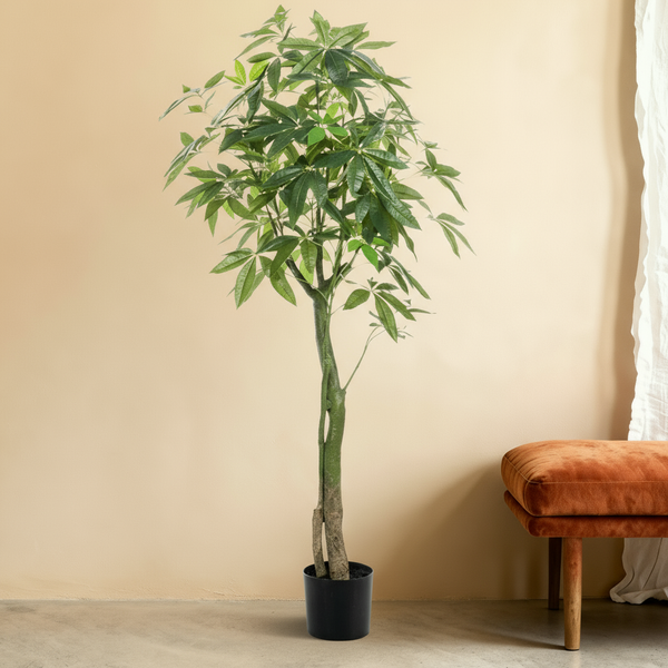 Kunst Pachira 'Geldboom' - 150cm: Symbool van Welvaart