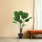 





Pianta Artificiale Licuala | 104cm - Premium kunstplant van Florafy
 thumbnail