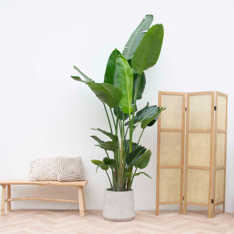 





Pot Aniek Cement - Detail view kunstplant
