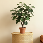 





Kunstplant Polyscias Fabian | 53cm - Premium kunstplant van Florafy
 thumbnail