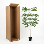 





Kunstplant Bucida | 200cm - Afbeelding 8
 thumbnail