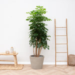 





Pot Bucket Beige Washed - Lifestyle foto kunstplant in interieur
 thumbnail