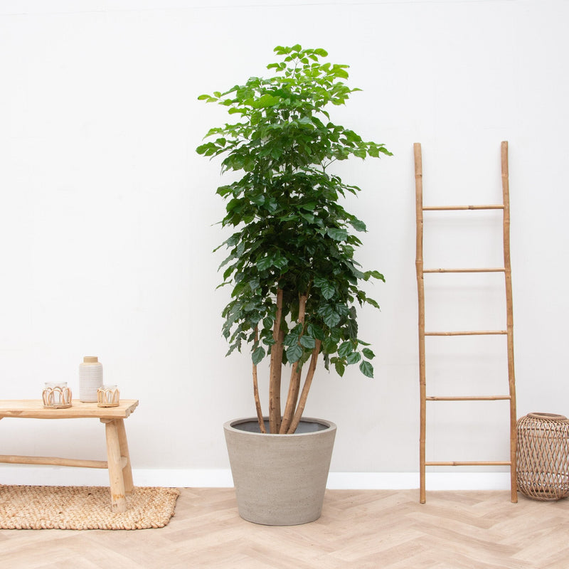 





Pot Bucket Beige Washed - Lifestyle foto kunstplant in interieur
