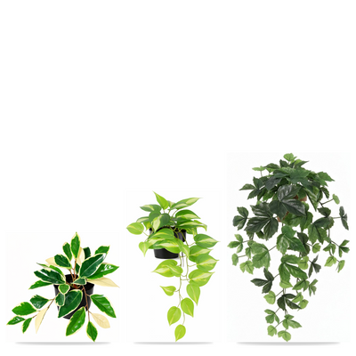 Urban Jungle Hangplanten | Set A