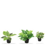 





Green Starter | Startpaket Konstväxter - Lifestyle foto kunstplant in interieur
 thumbnail