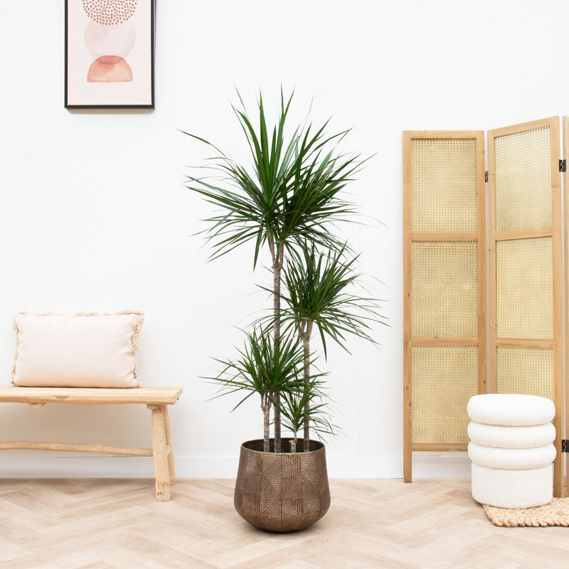 





Potte Calvin matt gold - Lifestyle foto kunstplant in interieur
