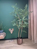 





Kunstplant Ficus Cassia | 180cm - Afbeelding 10
 thumbnail