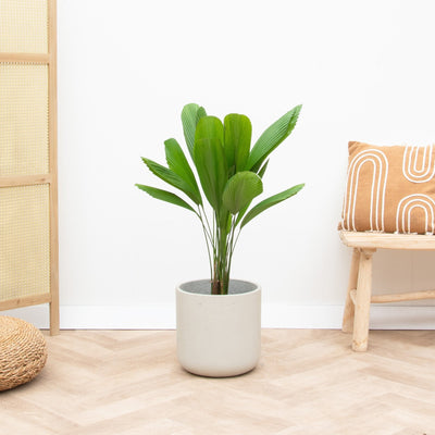 Pot Charlie Beige Washed