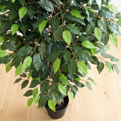Kunstplant Ficus Benjamina | 180cm