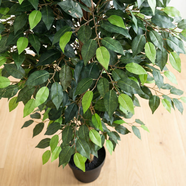 Kunstplant Ficus Benjamina | 180cm — primo piano tronco di legno vero