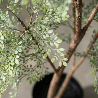 Kunstplant Cassia | 180cm