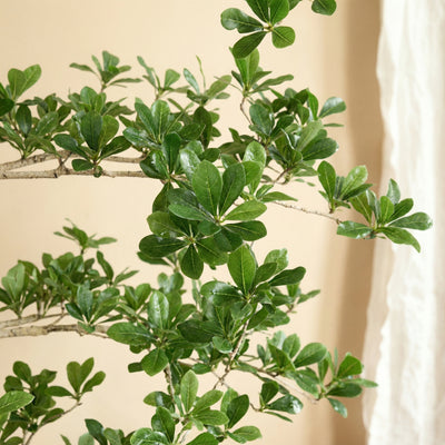 Kunstplant Bucida | 200cm