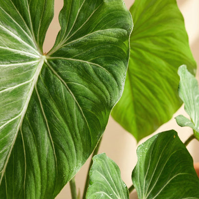 Kunstplant Philodendron | 103cm