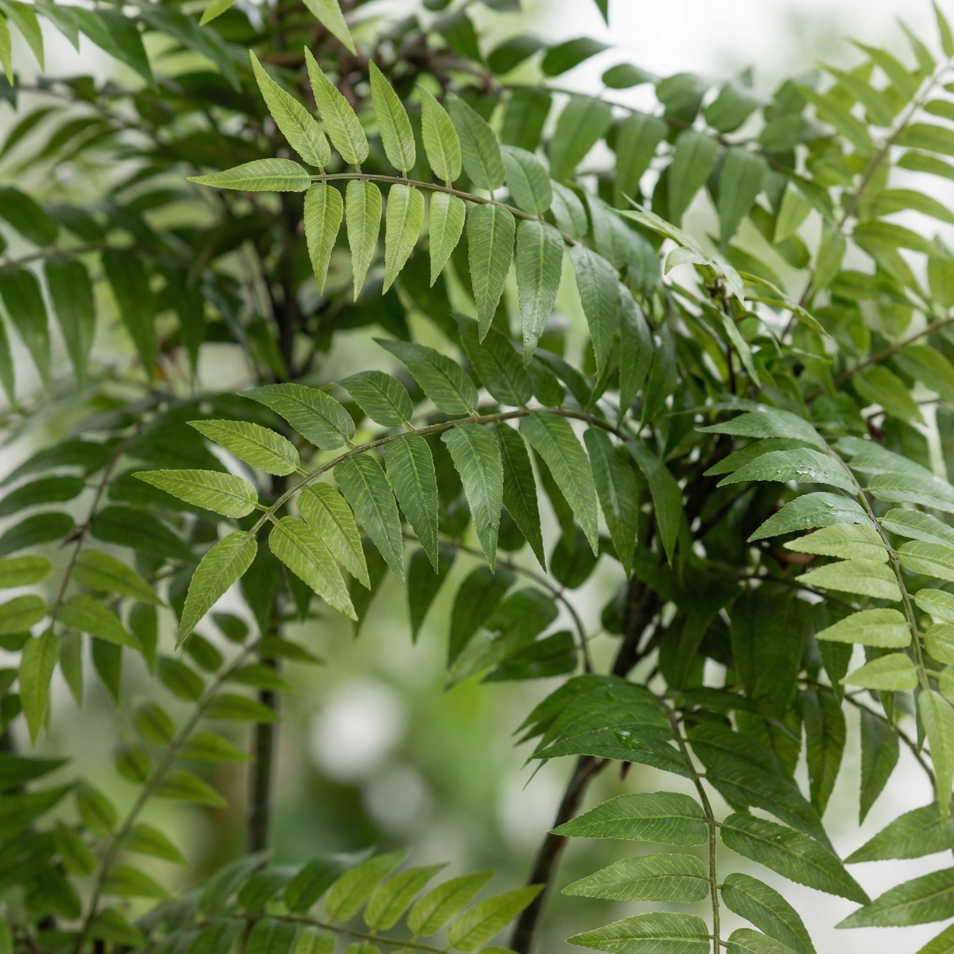 





Kunstplant Mahonia | 187cm - Afbeelding 9
