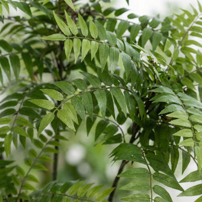 Kunst mahonia 'Mahoniestruik' - 187cm, een winterwonder