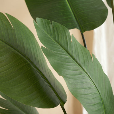 Kunst Strelitzia 'Paradijsvogel' - 182cm
