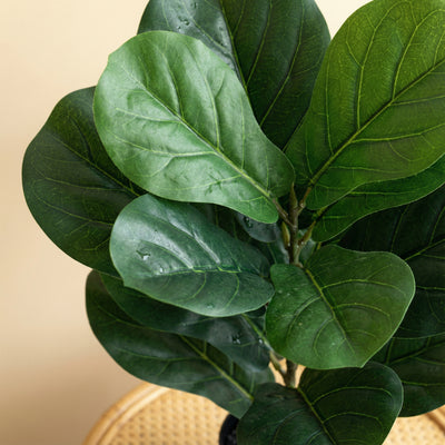Kunst Ficus Lyrata 'Vioolbladplant' - 40cm: Een Tijdloze Eyecatcher