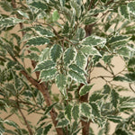 





Kunstpflanze Ficus Benjamina Variegata | 185cm - Detail view kunstplant
 thumbnail