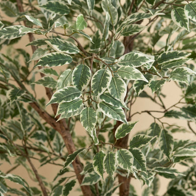 Kunstficus 'Vijgenboom' - Klassieke Elegantie op 185cm