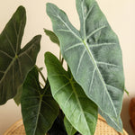 





Kunstplant Alocasia | 42cm - Detail view kunstplant
 thumbnail