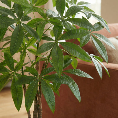 Kunstplant Pachira | 86cm