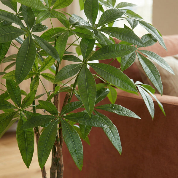 Kunstplant Pachira | 86cm — close-up echte stam