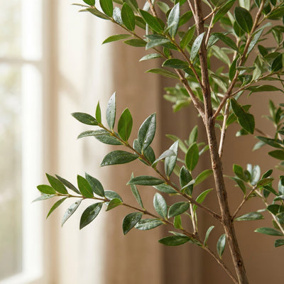 Kunstplant Bucida | 71cm