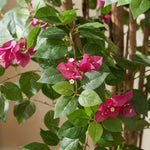 





Pianta Artificiale Bougainville | 120cm - Detail view kunstplant
 thumbnail