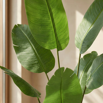 Kunstplant Strelitzia | 135cm