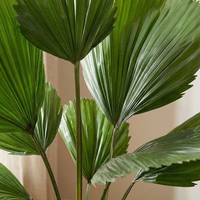 Kunstplant Licuala | 104cm