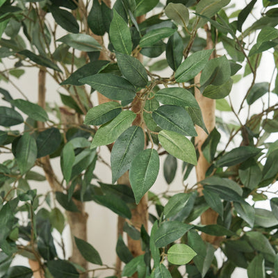 Kunstplant Ficus Exotica | 150cm